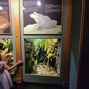 Nashville Zoo 5/22 - Unseen New World, American bullfrog (with marine toad to the left)