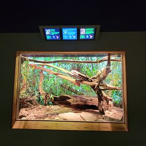 Nashville Zoo 5/22 - Unseen New World, green iguana, red-footed tortoise, black and white tegu