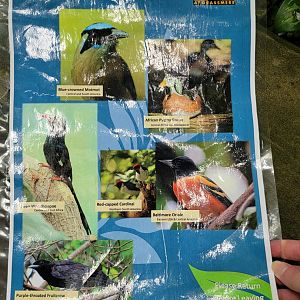 Nashville Zoo 5/22 - Unseen New World, Croft Aviary species
