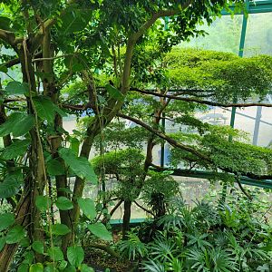 Nashville Zoo 5/22 - Unseen New World, Croft Aviary from second floor landing