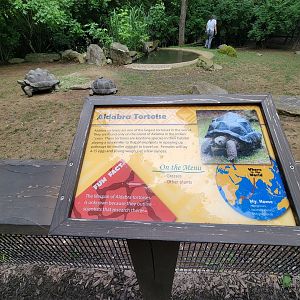 Nashville Zoo 5/22 - Critter Encounters area, Aldabra tortoises