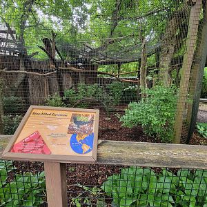 Nashville Zoo 5/22 - Critter Encounters area, blue-billed curassow