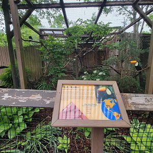Nashville Zoo 5/22 - Critter Encounters area, toco toucan