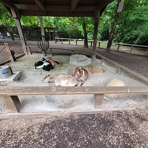 Nashville Zoo 5/22 - Critter Encounters area, goats