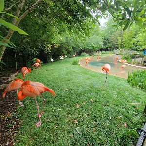 Nashville Zoo 5/22 - Flamingo Lagoon