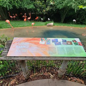 Nashville Zoo 5/22 - Flamingo Lagoon