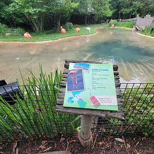Nashville Zoo 5/22 - Flamingo Lagoon