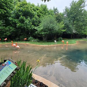 Nashville Zoo 5/22 - Flamingo Lagoon