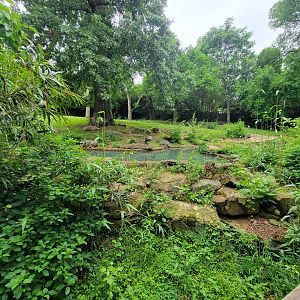 Nashville Zoo 5/22 - Baird's tapir and crested screamer