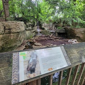 Nashville Zoo 5/22 - Cape porcupine