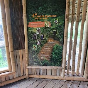 Nashville Zoo 5/22 - Mexican spider monkey area