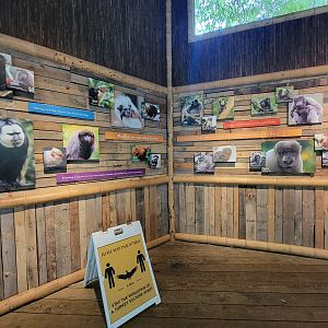 Nashville Zoo 5/22 - Mexican spider monkey area