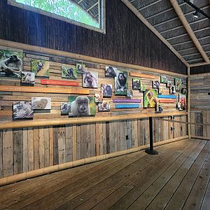 Nashville Zoo 5/22 - Mexican spider monkey area