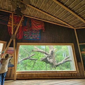 Nashville Zoo 5/22 - Mexican spider monkey area