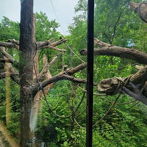 Nashville Zoo 5/22 - Mexican spider monkey