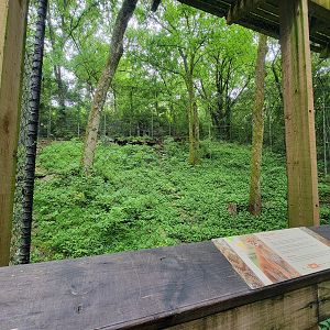 Nashville Zoo 5/22 - Moutain lion