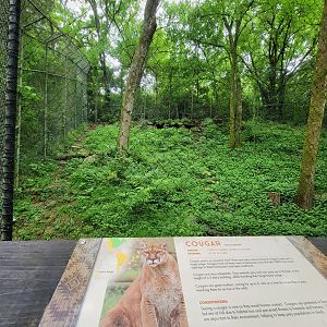 Nashville Zoo 5/22 - Mountain lion
