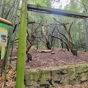 Nashville Zoo 5/22 - Red-ruffed lemur