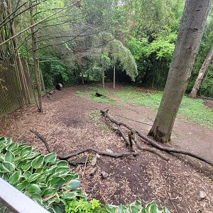 Nashville Zoo 5/22 - Babirusa