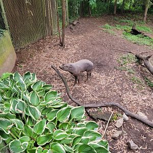 Nashville Zoo 5/22 - Babirusa