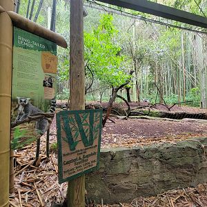 Nashville Zoo 5/22 - Ring-tailed lemurs