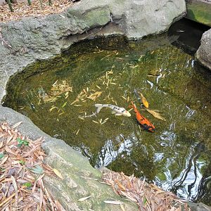 Nashville Zoo 5/22 - Koi by clouded leopards