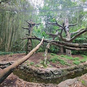 Nashville Zoo 5/22 - Clouded leopard