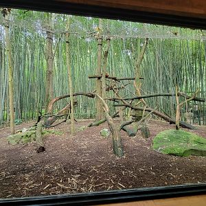 Nashville Zoo 5/22 - Red panda