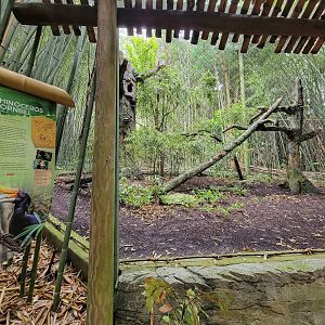 Nashville Zoo 5/22 - Rhinoceros hornbill