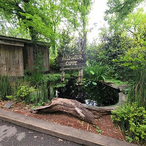 Nashville Zoo 5/22 - American alligator