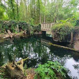 Nashville Zoo 5/22 - American alligator