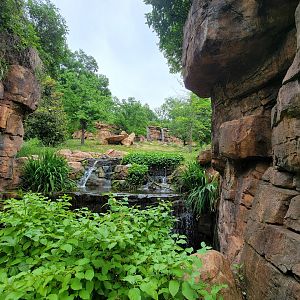 Nashville Zoo 5/22 - Expedition Peru, first view of Andean bear habitat