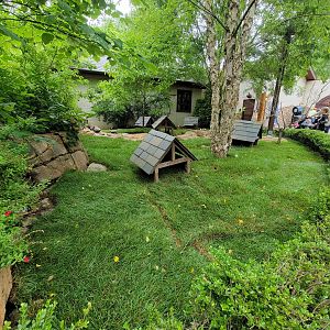 Nashville Zoo 5/22 - Expedition Peru, guinea pigs