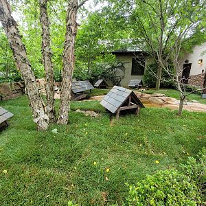 Nashville Zoo 5/22 - Expedition Peru, guinea pigs