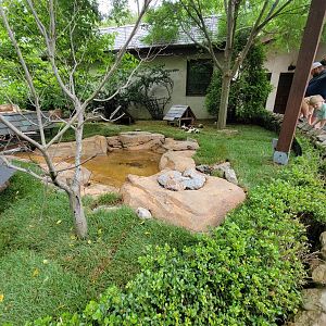 Nashville Zoo 5/22 - Expedition Peru, guinea pigs