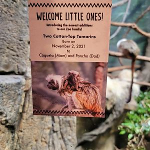 Nashville Zoo 5/22 - Expedition Peru, women's bathroom with cotton-top tamarins