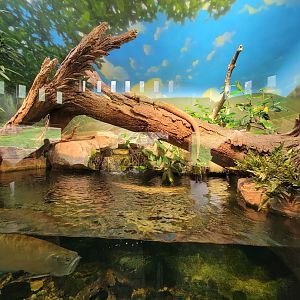 Nashville Zoo 5/22 - Expedition Peru, Andean bear viewing building, Amazon exhibit