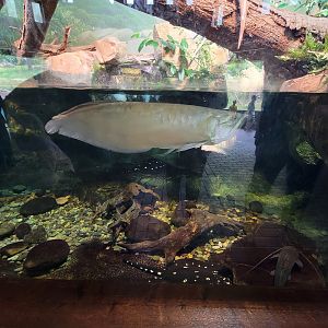 Nashville Zoo 5/22 - Expedition Peru, Andean bear viewing building, Amazon exhibit