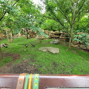 Nashville Zoo 5/22 - Southern pudu, red-footed tortoise