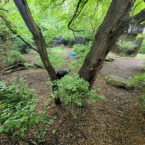 Nashville Zoo 5/22 - Cassowary