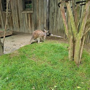 Nashville Zoo 5/22 - Red kangaroo with joey