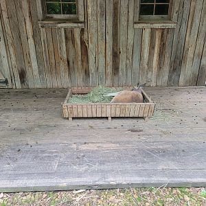 Nashville Zoo 5/22 - Red kangaroo passed out in the hay trough