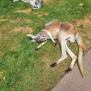 Nashville Zoo 5/22 - Red kangaroo