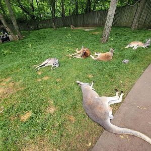 Nashville Zoo 5/22 - Red kangaroos