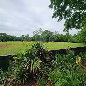Nashville Zoo 5/22 - Common eland, plains zebra, bontebok, ostrich