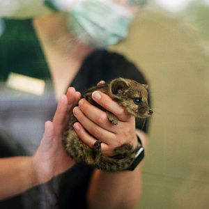 Nashville Zoo 5/22 - Fanaloka kit being burped, 35mm film