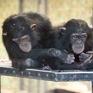 Chimpanzees 'Hope' and 'Zola'