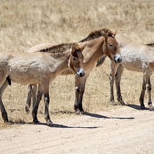 Przewalski's Horse
