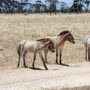 Przewalski's Horse