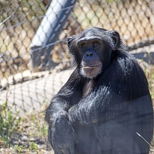 Chimpanzee 'Enzi'
